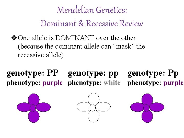 Mendelian Genetics: Dominant & Recessive Review v One allele is DOMINANT over the other