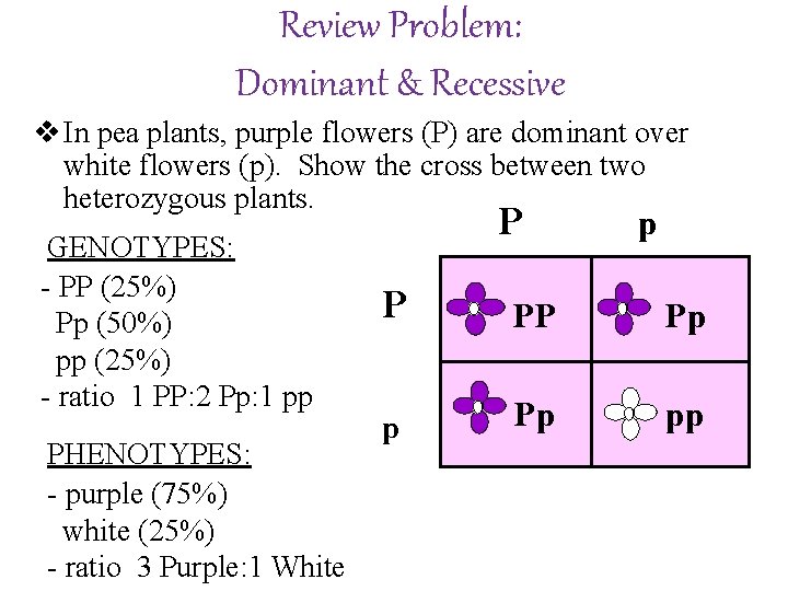 Review Problem: Dominant & Recessive v In pea plants, purple flowers (P) are dominant