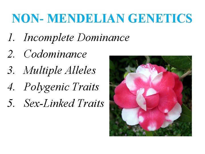 NON- MENDELIAN GENETICS 1. 2. 3. 4. 5. Incomplete Dominance Codominance Multiple Alleles Polygenic