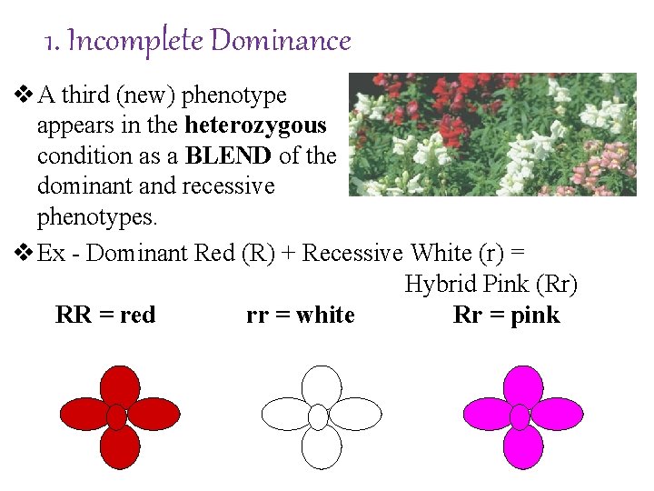 1. Incomplete Dominance v A third (new) phenotype appears in the heterozygous condition as