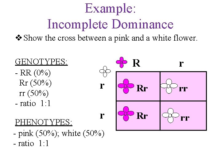 Example: Incomplete Dominance v Show the cross between a pink and a white flower.
