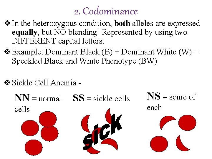 2. Codominance v In the heterozygous condition, both alleles are expressed equally, but NO