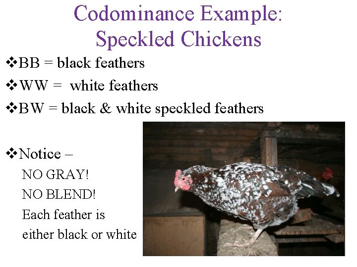 Codominance Example: Speckled Chickens v. BB = black feathers v. WW = white feathers