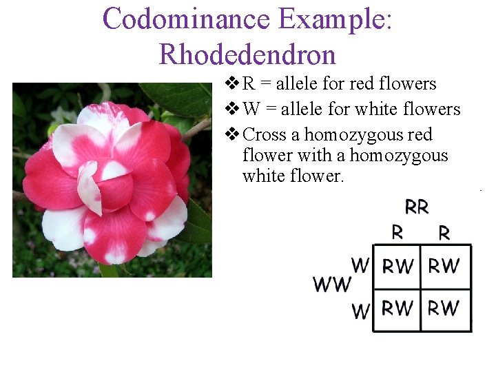 Codominance Example: Rhodedendron v R = allele for red flowers v W = allele