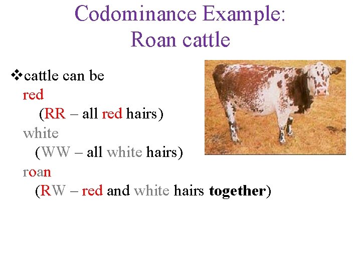 Codominance Example: Roan cattle vcattle can be red (RR – all red hairs) white