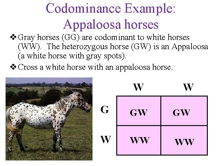 Codominance Example: Appaloosa horses v Gray horses (GG) are codominant to white horses (WW).