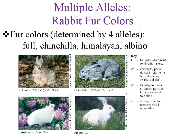 Multiple Alleles: Rabbit Fur Colors v. Fur colors (determined by 4 alleles): full, chinchilla,