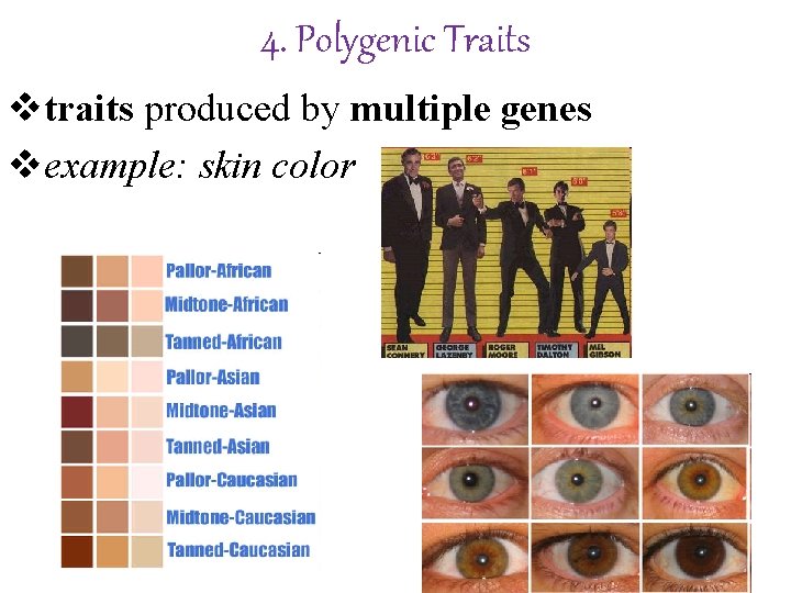 4. Polygenic Traits vtraits produced by multiple genes vexample: skin color 