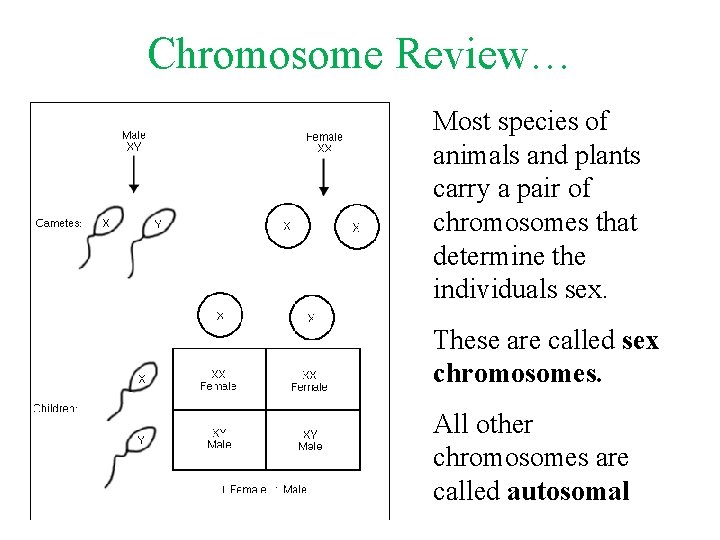 Chromosome Review… Most species of animals and plants carry a pair of chromosomes that