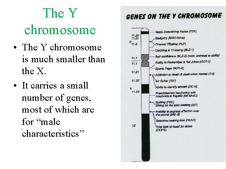 The Y chromosome • The Y chromosome is much smaller than the X. •