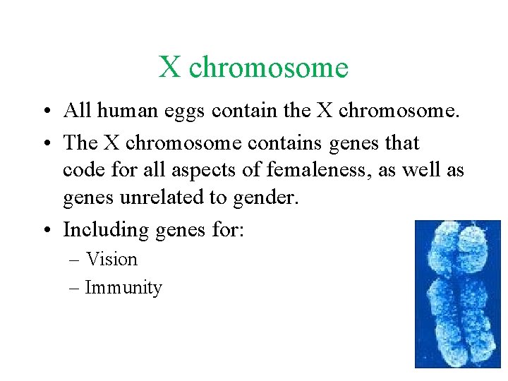 X chromosome • All human eggs contain the X chromosome. • The X chromosome