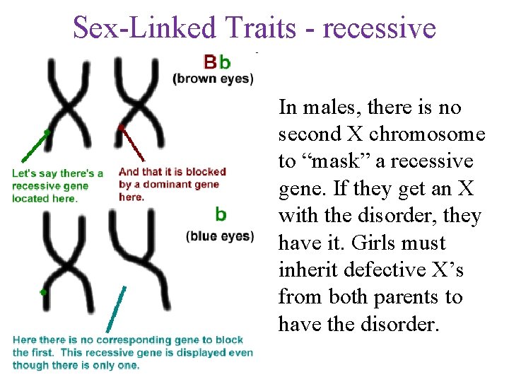 Sex-Linked Traits - recessive In males, there is no second X chromosome to “mask”