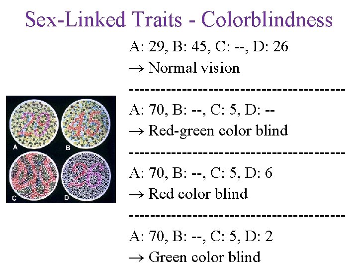 Sex-Linked Traits - Colorblindness A: 29, B: 45, C: --, D: 26 Normal vision