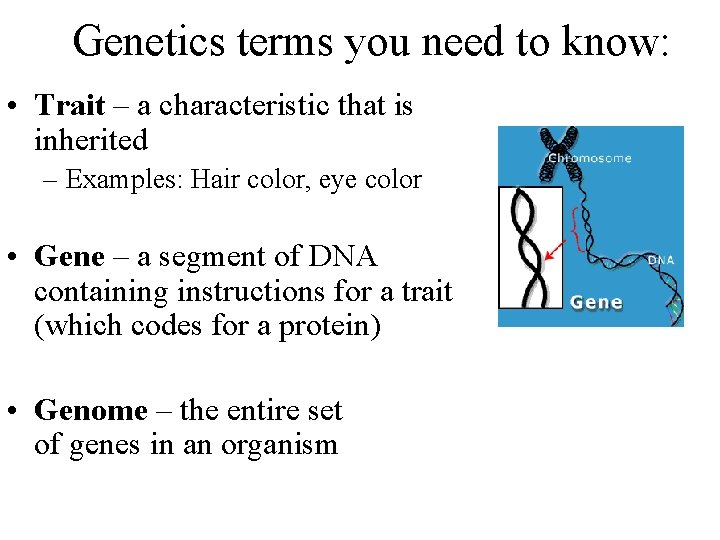 Genetics terms you need to know: • Trait – a characteristic that is inherited