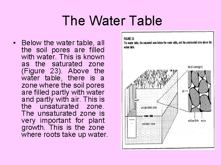 The Water Table • Below the water table, all the soil pores are filled