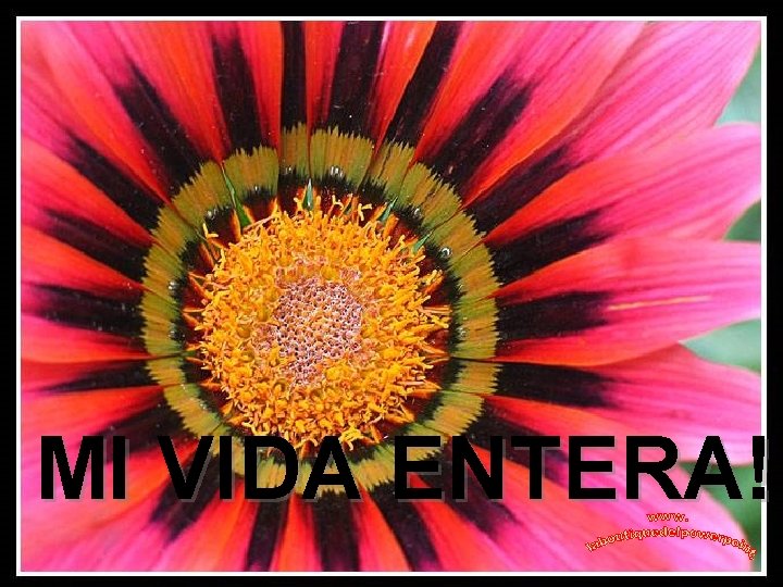MI VIDA ENTERA! 