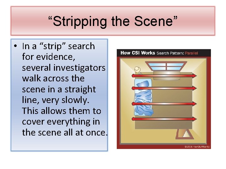 “Stripping the Scene” • In a “strip” search for evidence, several investigators walk across