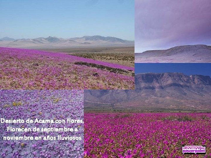 Desierto de Acama con flores. Florecen de septiembre a noviembre en años lluviosos 