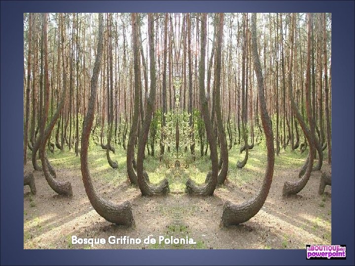 Bosque Grifino de Polonia. 