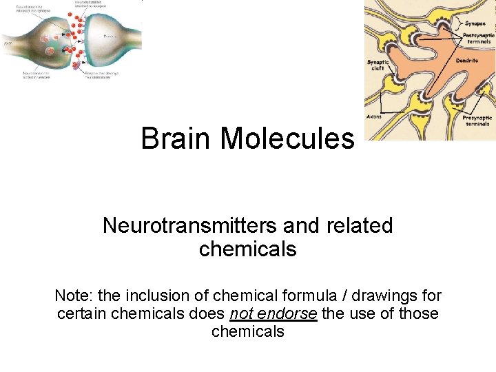 Brain Molecules Neurotransmitters and related chemicals Note: the inclusion of chemical formula / drawings