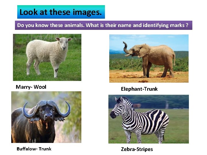 Look at these images. Do you know these animals. What is their name and