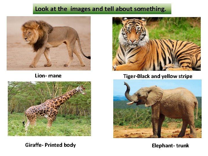 Look at the images and tell about something. Lion- mane Giraffe- Printed body Tiger-Black