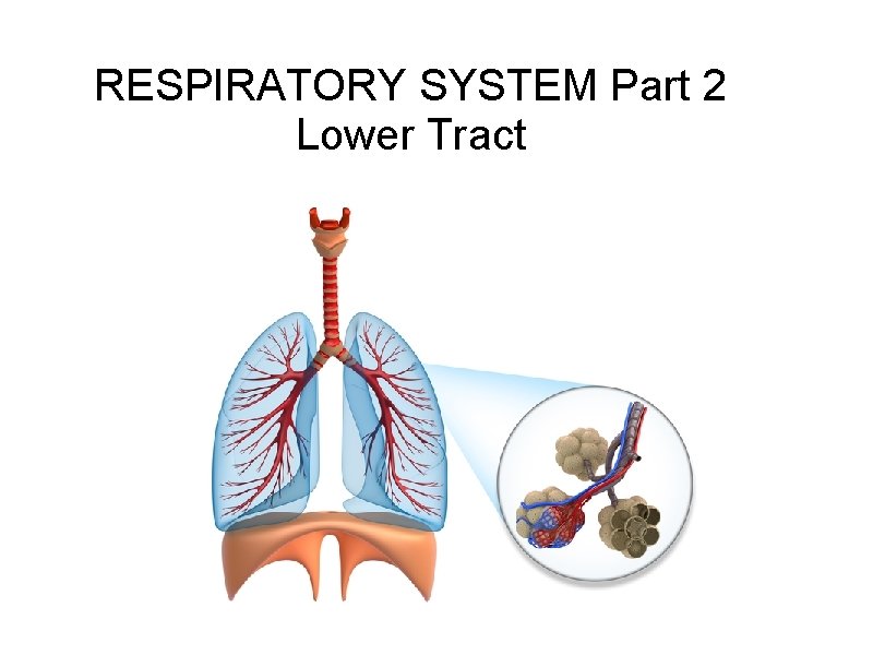 RESPIRATORY SYSTEM Part 2 Lower Tract 