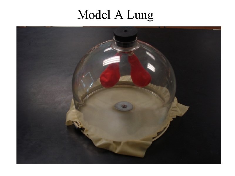 Model A Lung 