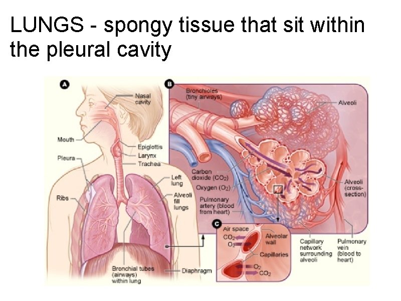 LUNGS - spongy tissue that sit within the pleural cavity 