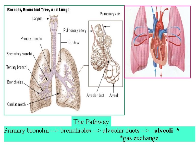 The Pathway Primary bronchii --> bronchioles --> alveolar ducts --> alveoli * *gas exchange