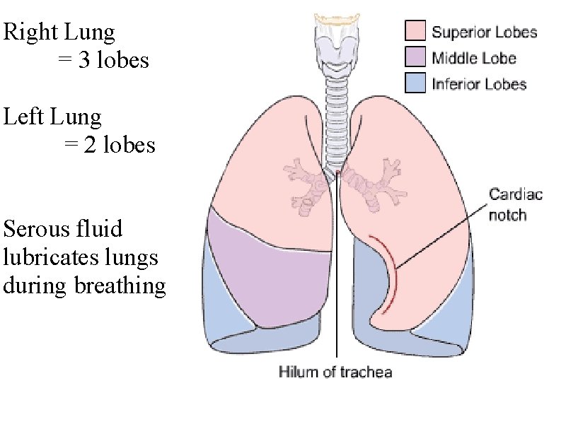 Right Lung = 3 lobes Left Lung = 2 lobes Serous fluid lubricates lungs