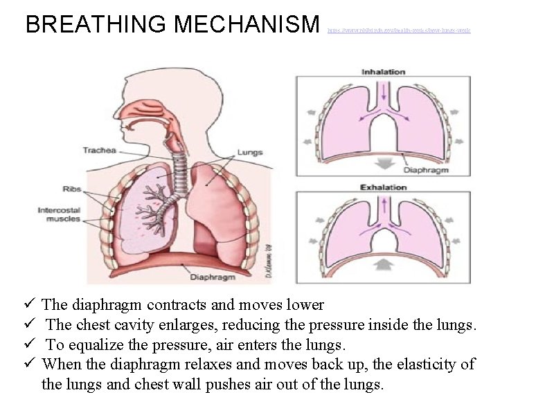 BREATHING MECHANISM ü ü https: //www. nhlbi. nih. gov/health-topics/how-lungs-work The diaphragm contracts and moves