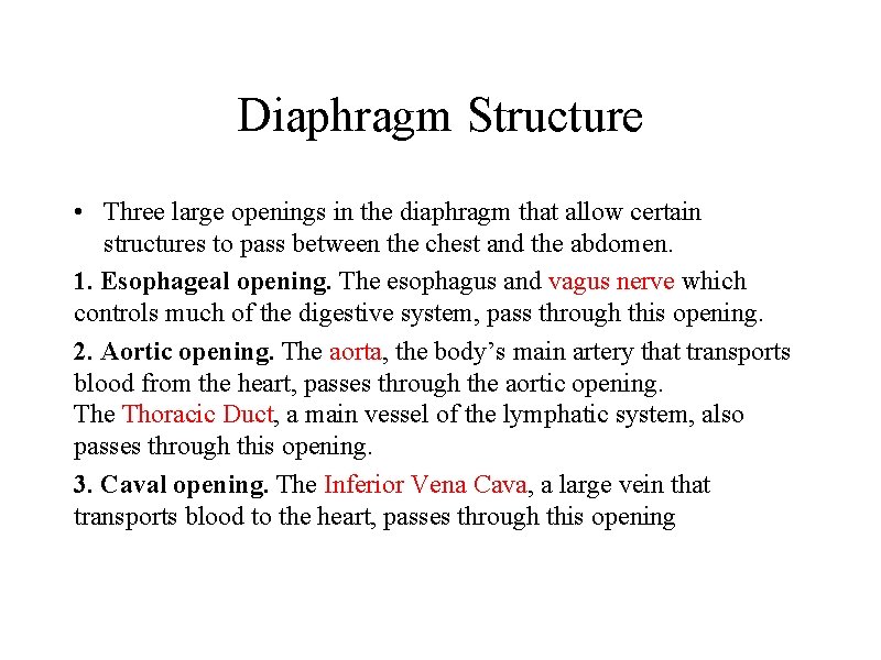 Diaphragm Structure • Three large openings in the diaphragm that allow certain structures to