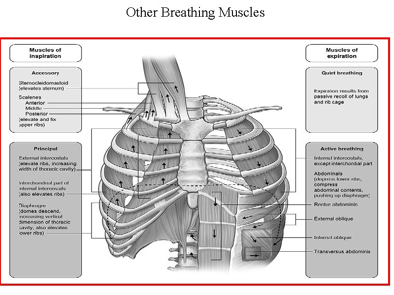 Other Breathing Muscles 