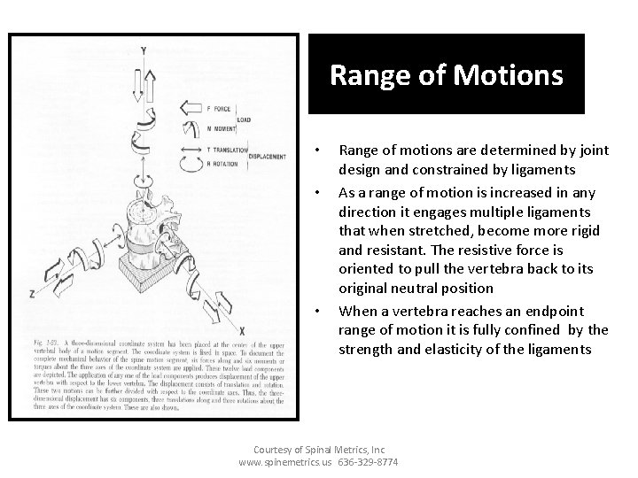 Range of Motions • • • Range of motions are determined by joint design