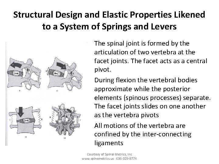 Structural Design and Elastic Properties Likened to a System of Springs and Levers •
