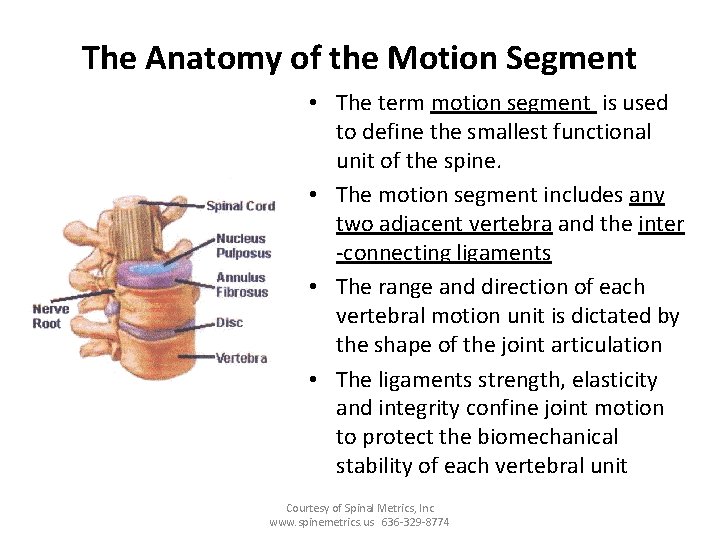 The Anatomy of the Motion Segment • The term motion segment is used to