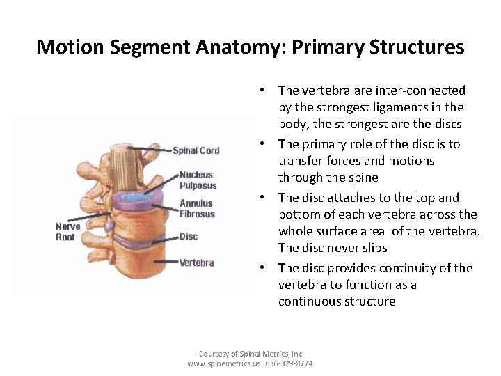 Motion Segment Anatomy: Primary Structures • The vertebra are inter-connected by the strongest ligaments