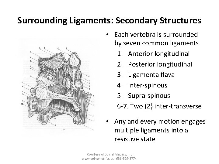 Surrounding Ligaments: Secondary Structures • Each vertebra is surrounded by seven common ligaments 1.