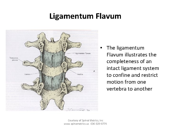 Ligamentum Flavum • The ligamentum Flavum illustrates the completeness of an intact ligament system