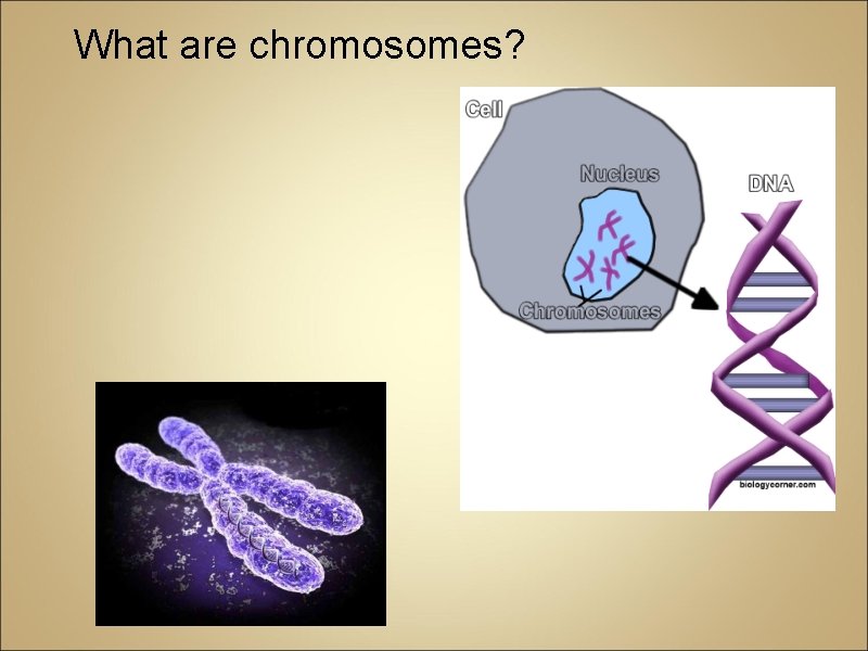 What are chromosomes? 