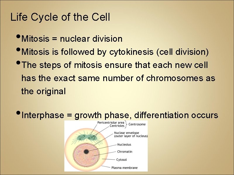 Life Cycle of the Cell • Mitosis = nuclear division • Mitosis is followed