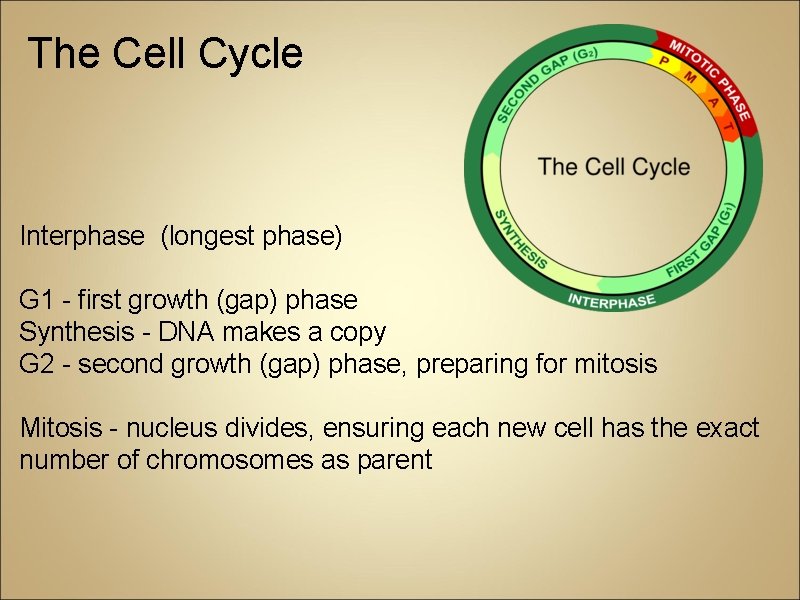 The Cell Cycle Interphase (longest phase) G 1 - first growth (gap) phase Synthesis