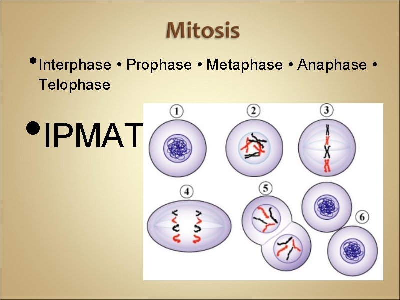  • Interphase • Prophase • Metaphase • Anaphase • Telophase • IPMAT 