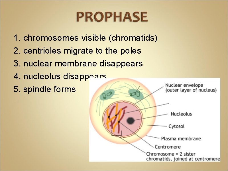 1. chromosomes visible (chromatids) 2. centrioles migrate to the poles 3. nuclear membrane disappears