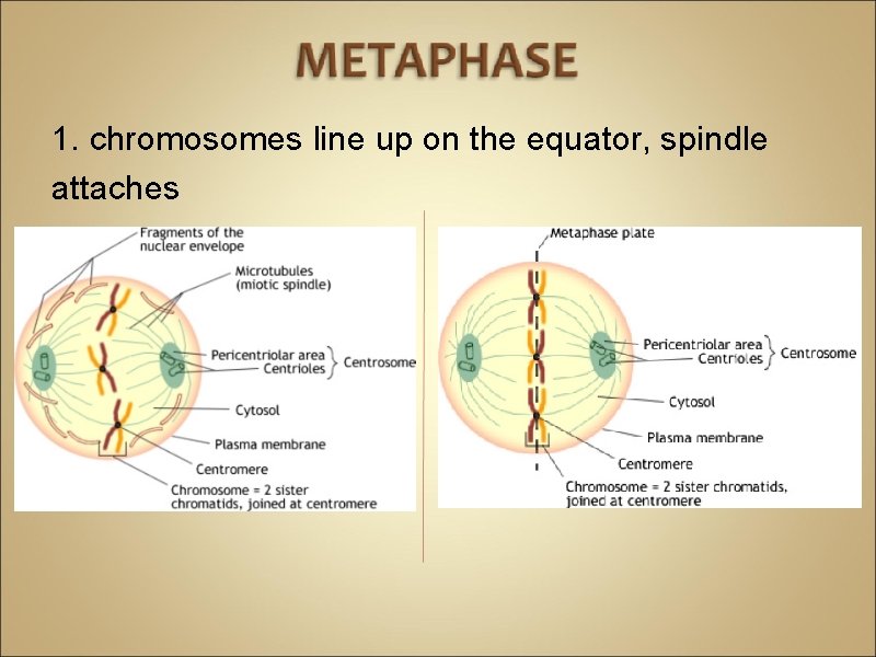 1. chromosomes line up on the equator, spindle attaches 