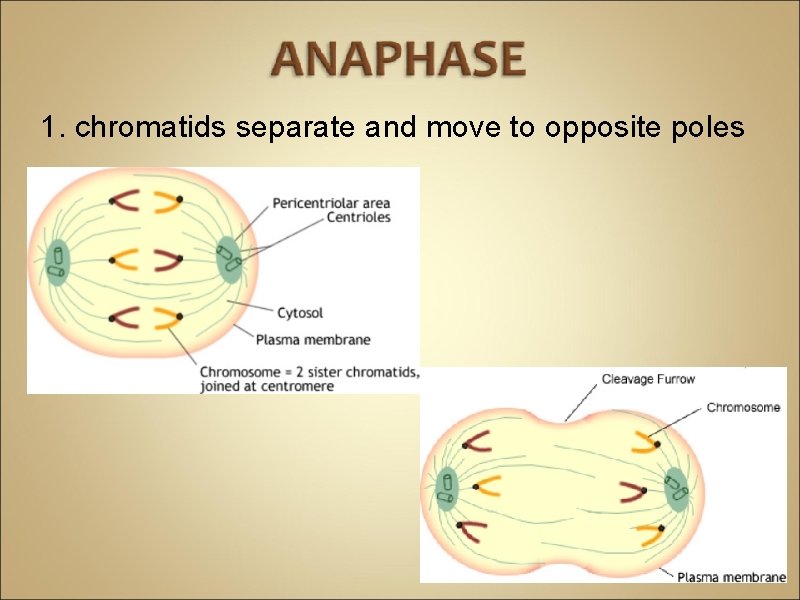 1. chromatids separate and move to opposite poles 