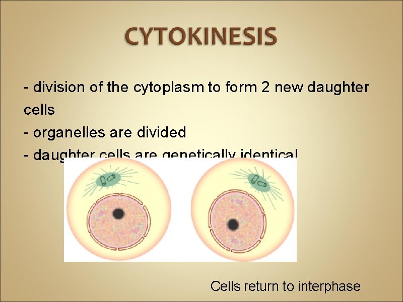 - division of the cytoplasm to form 2 new daughter cells - organelles are