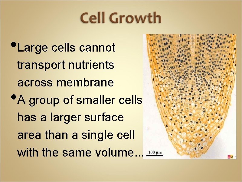  • Large cells cannot • transport nutrients across membrane A group of smaller