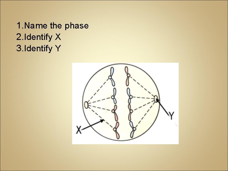 1. Name the phase 2. Identify X 3. Identify Y 